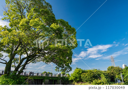濠川端の木　京都市伏見区　 117830049