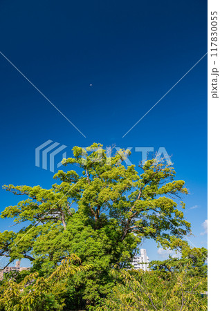 淀城跡公園風景 京都市伏見区 淀城跡公園風景 京都市伏見区 117830055