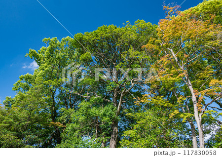 淀城跡公園風景　京都市伏見区　 117830058