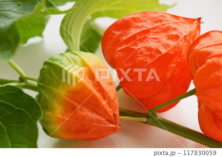 ほおずき - 3:2 117830059