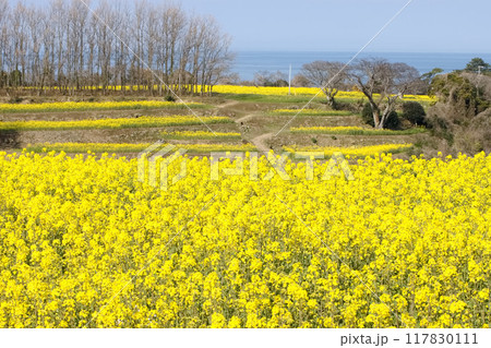満開の菜の花畑 満開の菜の花畑 117830111