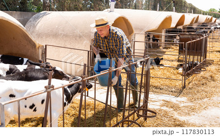 Farmer working in stall, feeding cows with water Farmer working in stall, feeding cows with water 117830113