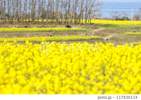 満開の菜の花畑 117830114