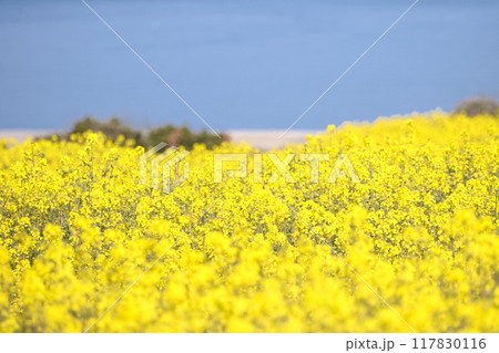 海辺の菜の花畑 海辺の菜の花畑 117830116