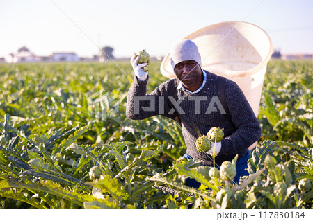 African american man farmer harvests artichokes 117830184