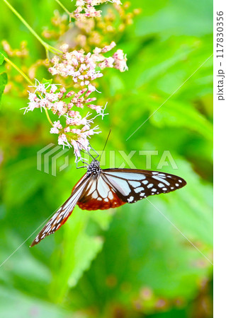フジバカマの蜜を吸うアサギマダラ フジバカマの蜜を吸うアサギマダラ 117830356