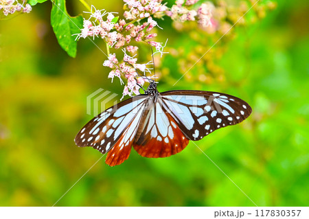 フジバカマの蜜を吸うアサギマダラ フジバカマの蜜を吸うアサギマダラ 117830357