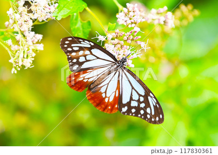 模様が鮮やかなアサギマダラ 117830361
