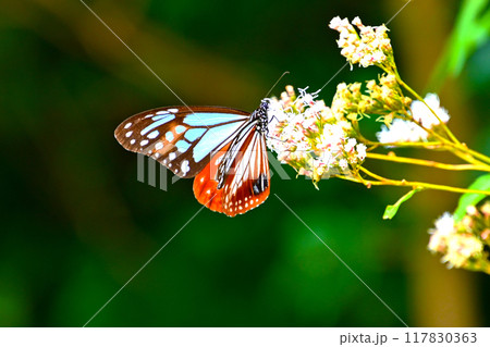 フジバカマの蜜を吸うアサギマダラ 117830363
