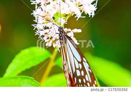 フジバカマの蜜を吸うアサギマダラ フジバカマの蜜を吸うアサギマダラ 117830392