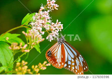 フジバカマの蜜を吸うアサギマダラ 117830396