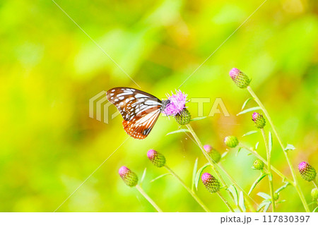 アザミの蜜を吸うアサギマダラ 117830397