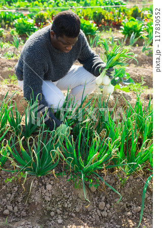 African farmer harvesting green onion African farmer harvesting green onion 117830552