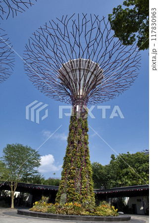 95931 ガーデンバイザベイのスパーツリー 95931 ガーデンバイザベイのスパーツリー 117830963