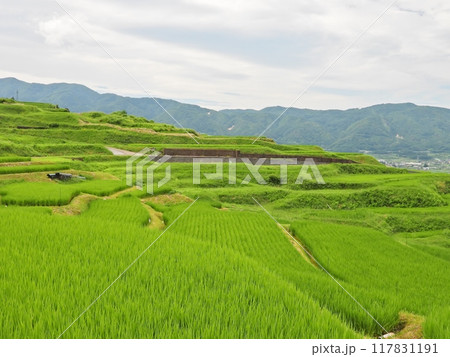 長尾根地区の棚田風景 117831191