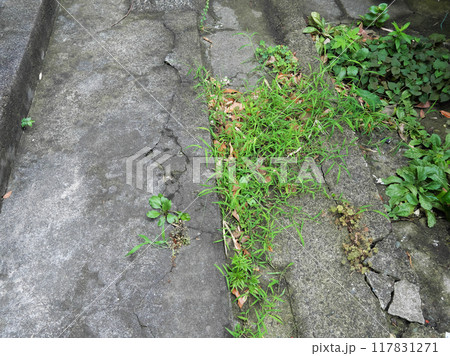 庭に生えてしまった雑草 117831271