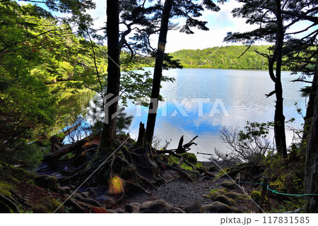 《長野県》白駒池 117831585