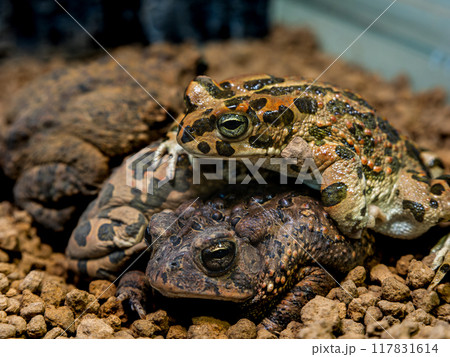 エジプトミドリヒキガエルとナンブヒキガエル 117831614