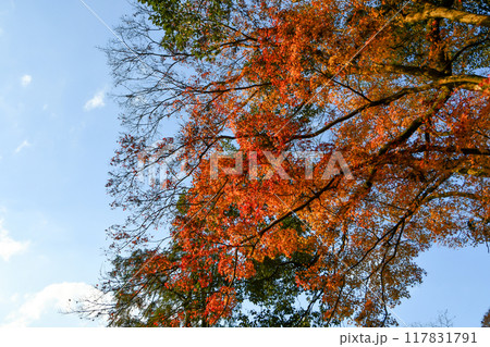 紅葉の木と秋の青空 117831791