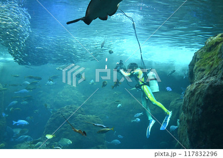 ダイビングする景色 117832296