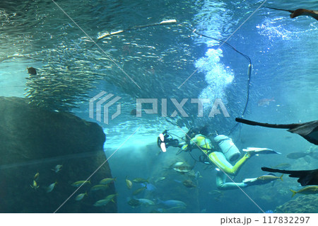 ダイビングする景色 117832297