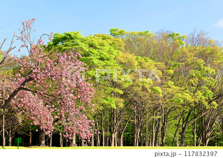 八重桜と木々 117832397
