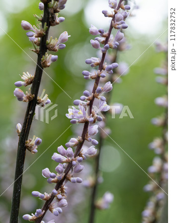 薄紫のヤブランの花 薄紫のヤブランの花 117832752