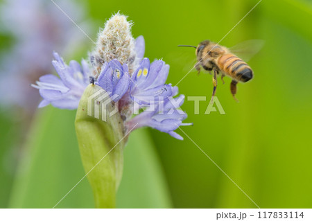 花の蜜を吸うミツバチ 花の蜜を吸うミツバチ 117833114
