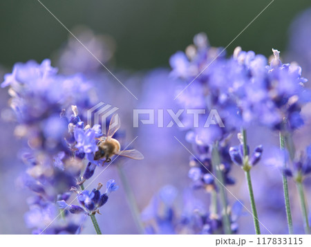 ラベンダーの蜜を吸うミツバチ ラベンダーの蜜を吸うミツバチ 117833115