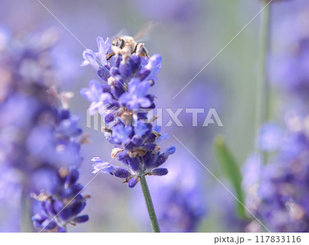 ラベンダーの蜜を吸うミツバチ ラベンダーの蜜を吸うミツバチ 117833116