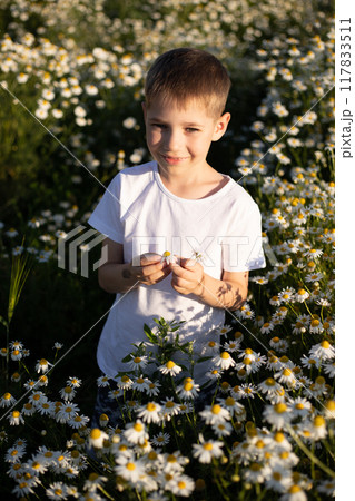 A boy in a field. Collection of medicinal herbs. Chamomile tea, health benefits. 117833511