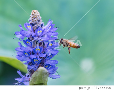 花の蜜を吸うミツバチ 花の蜜を吸うミツバチ 117833590