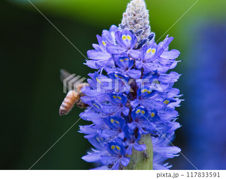 花にとまる蜂 117833591