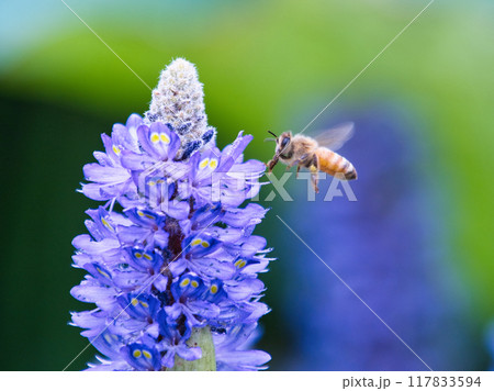 ポンテデリアと飛翔する蜂 ポンテデリアと飛翔する蜂 117833594