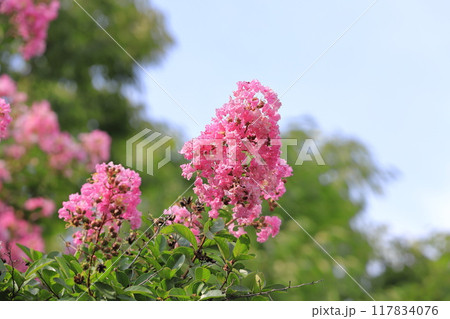 ピンク色のサルスベリ　花と果実　　 117834076
