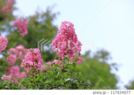 ピンク色のサルスベリ 花と果実 ピンク色のサルスベリ 花と果実 117834077