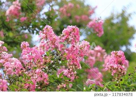 ピンク色のサルスベリ 花と果実 ピンク色のサルスベリ 花と果実 117834078