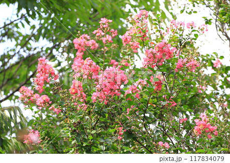 ピンク色のサルスベリ　花と果実　　 117834079