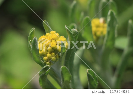 ハハコグサの花 ハハコグサの花 117834082