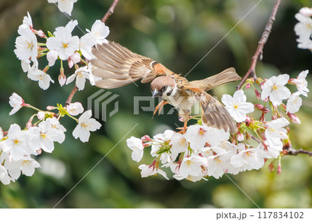 美しいソメイヨシノ（桜）の間を飛び回り盗蜜する可愛いスズメ（スズメ科） 横浜市鶴見区、矢向一丁目公園 117834102