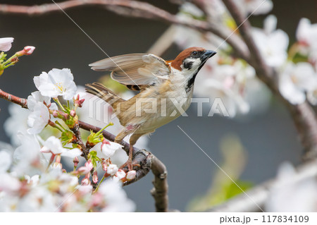 美しいソメイヨシノ（桜）の間を飛び回り盗蜜する可愛いスズメ（スズメ科） 横浜市鶴見区、矢向一丁目公園 117834109