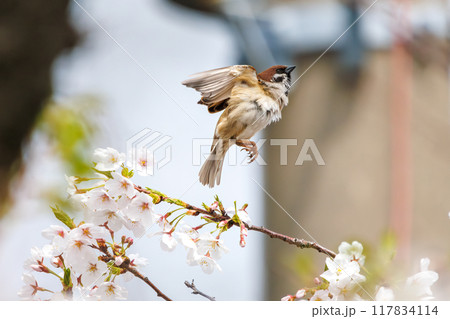 美しいソメイヨシノ（桜）の間を飛び回り盗蜜する可愛いスズメ（スズメ科） 横浜市鶴見区、矢向一丁目公園 117834114