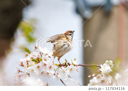 美しいソメイヨシノ（桜）の間を飛び回り盗蜜する可愛いスズメ（スズメ科） 横浜市鶴見区、矢向一丁目公園 117834116