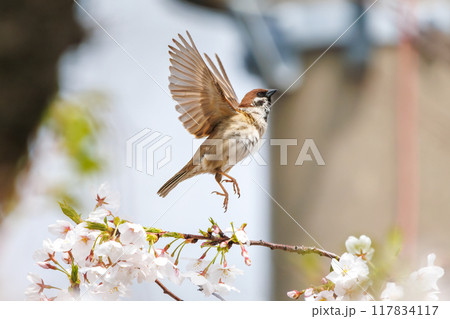 美しいソメイヨシノ（桜）の間を飛び回り盗蜜する可愛いスズメ（スズメ科） 横浜市鶴見区、矢向一丁目公園 117834117