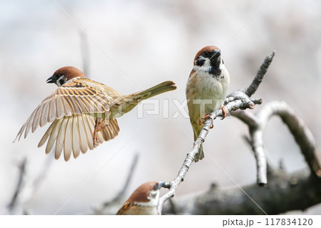 美しいソメイヨシノ（桜）の間を飛び回り盗蜜する可愛いスズメ（スズメ科） 横浜市鶴見区、矢向一丁目公園 117834120
