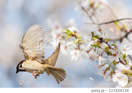 美しいソメイヨシノ（桜）の間を飛び回り盗蜜する可愛いスズメ（スズメ科） 横浜市鶴見区、矢向一丁目公園 117834130