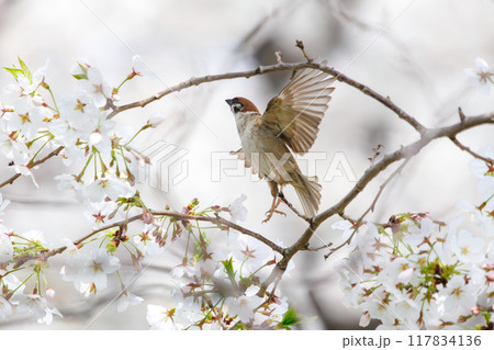 美しいソメイヨシノ(桜)の間を飛び回り盗蜜する可愛いスズメ(スズメ科) 横浜市鶴見区、矢向一丁目公園 美しいソメイヨシノ(桜)の間を飛び回り盗蜜する可愛いスズメ(スズメ科) 横浜市鶴見区、矢向一丁目公園 117834136