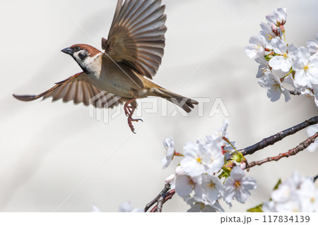 美しいソメイヨシノ（桜）の間を飛び回り盗蜜する可愛いスズメ（スズメ科） 横浜市鶴見区、矢向一丁目公園 117834139