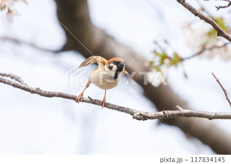 美しいソメイヨシノ（桜）の間を飛び回り盗蜜する可愛いスズメ（スズメ科） 横浜市鶴見区、矢向一丁目公園 117834145