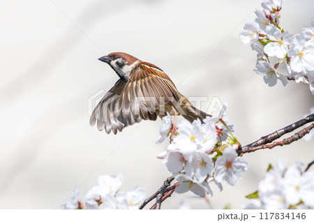 美しいソメイヨシノ（桜）の間を飛び回り盗蜜する可愛いスズメ（スズメ科） 横浜市鶴見区、矢向一丁目公園 117834146